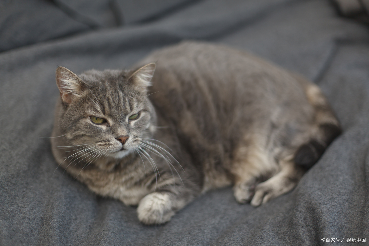 家猫为啥不建议打猫三联?真相在这里!