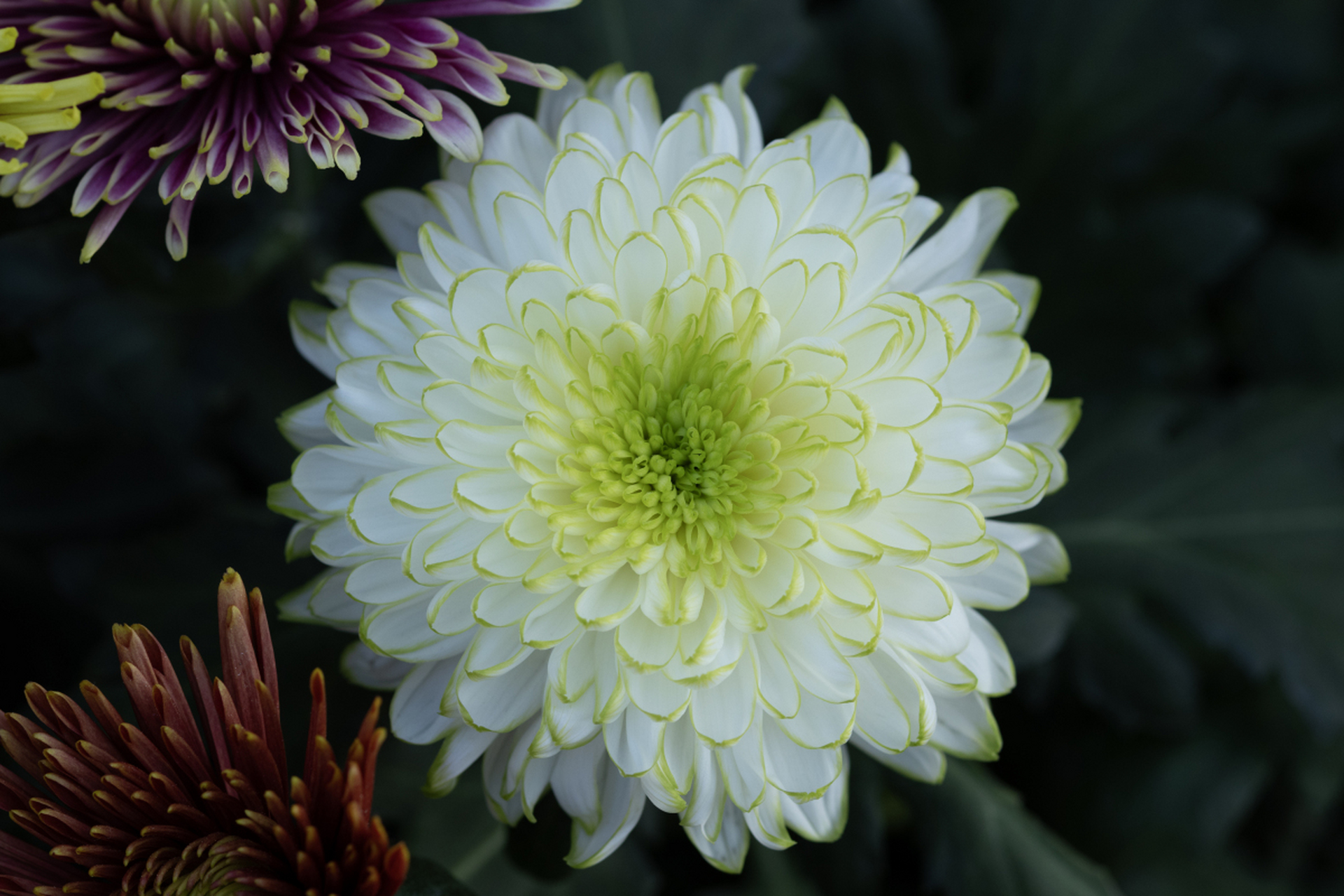 菊花琼岛三友中的白毛刺,花呈白色放射形,舌状花瓣片管状,外围直长,管