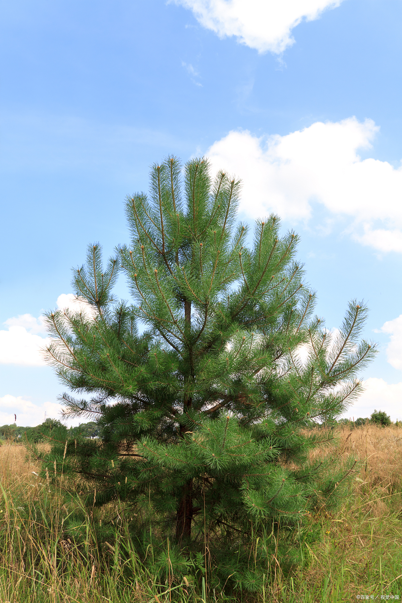 五种树形优美的松树,被称为美人松,你知道吗?