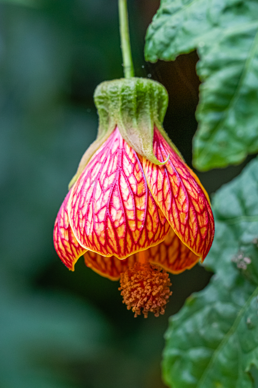 盆景# 养护盆景:冬天别往叶面喷水的盆栽之蒲包花 蒲包花又叫荷包花