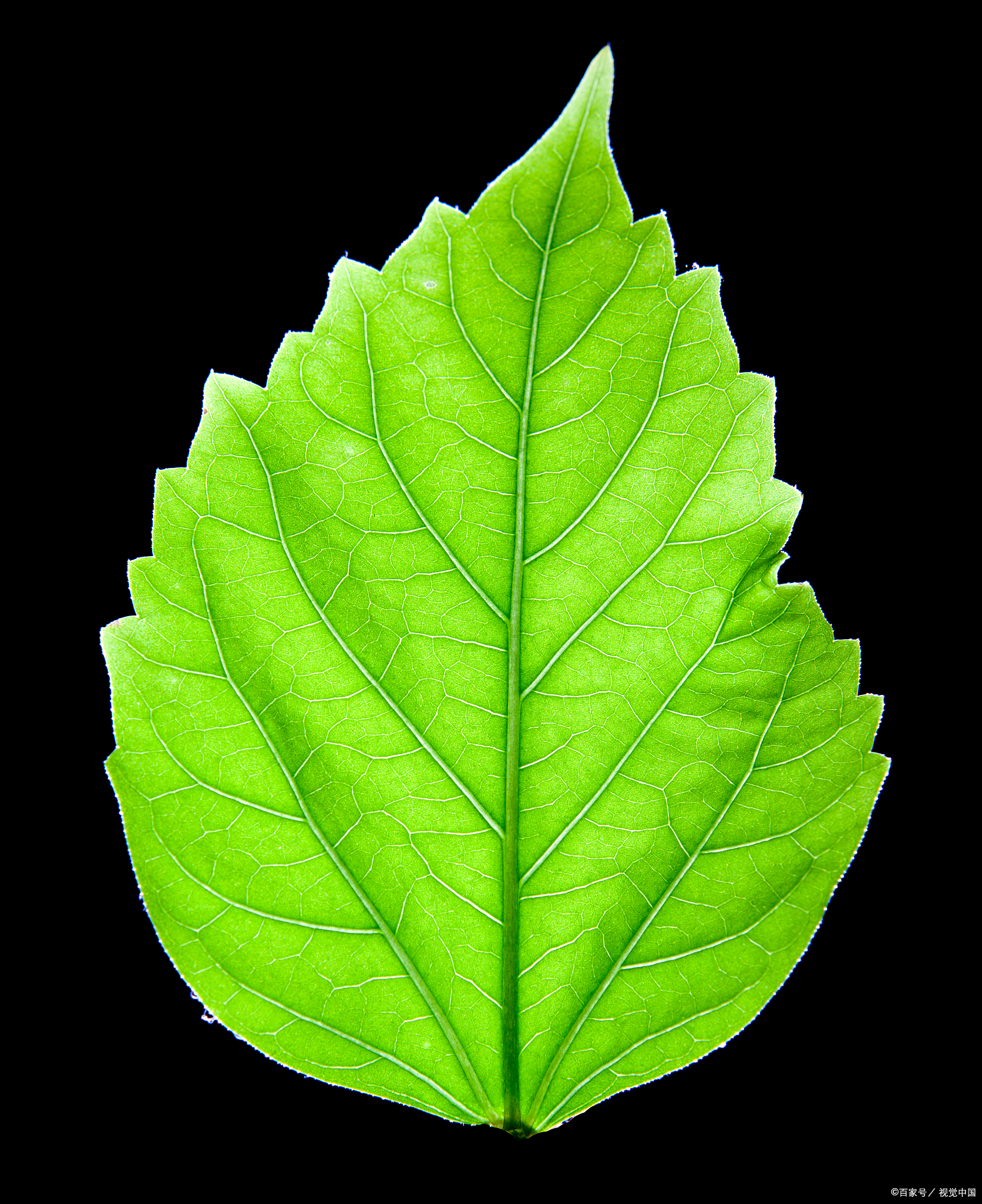 叶姓男孩寓意好又好听有涵养的名字霸气