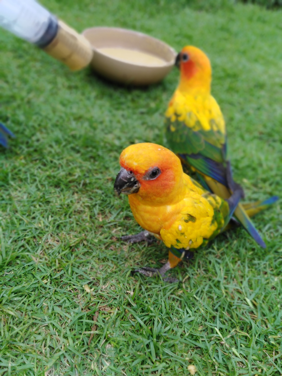 希望通过了解秋草鹦鹉,为保护生物多样性和
