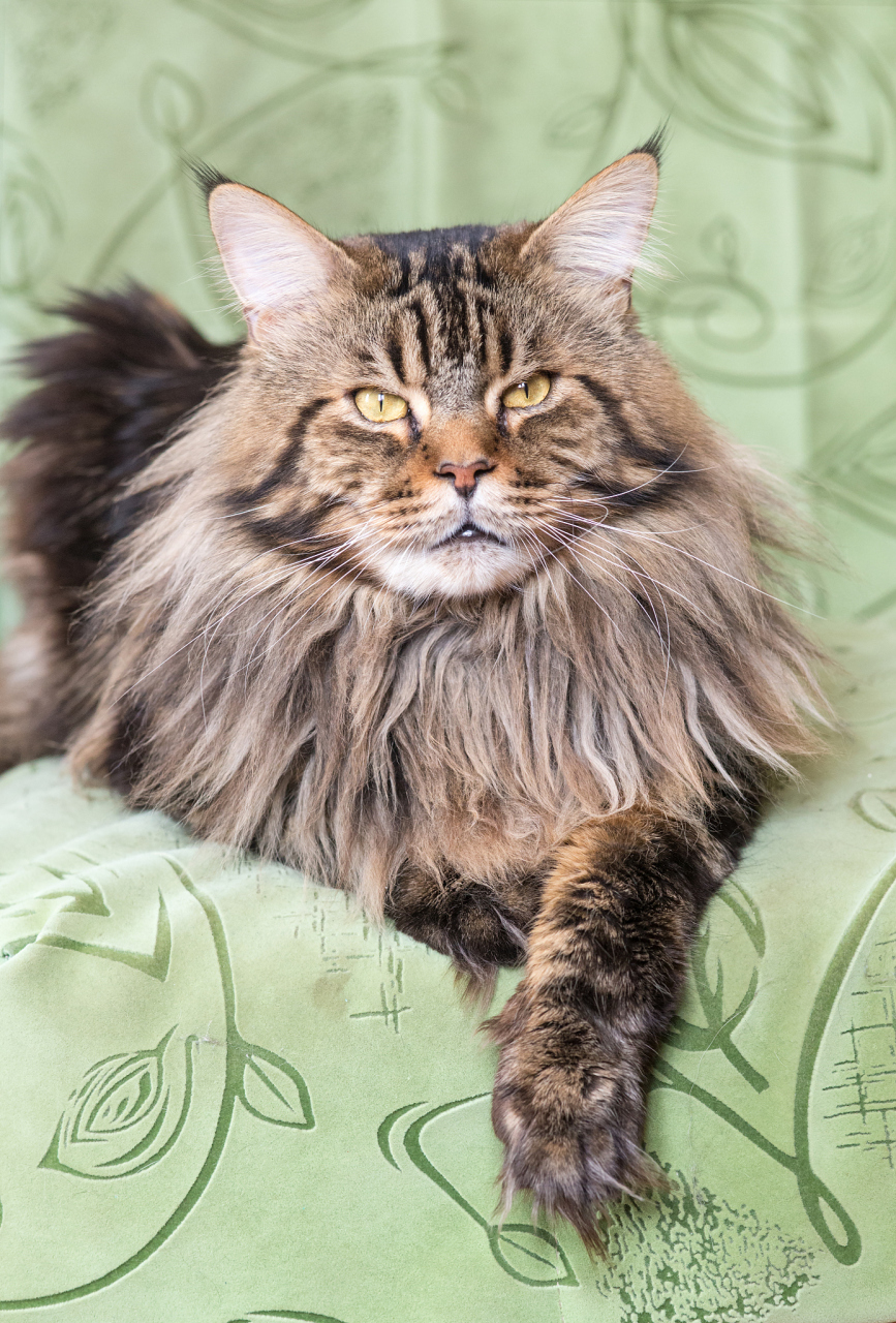 有时候我会想,是不是只有我一个人觉得缅因猫真的不好看?