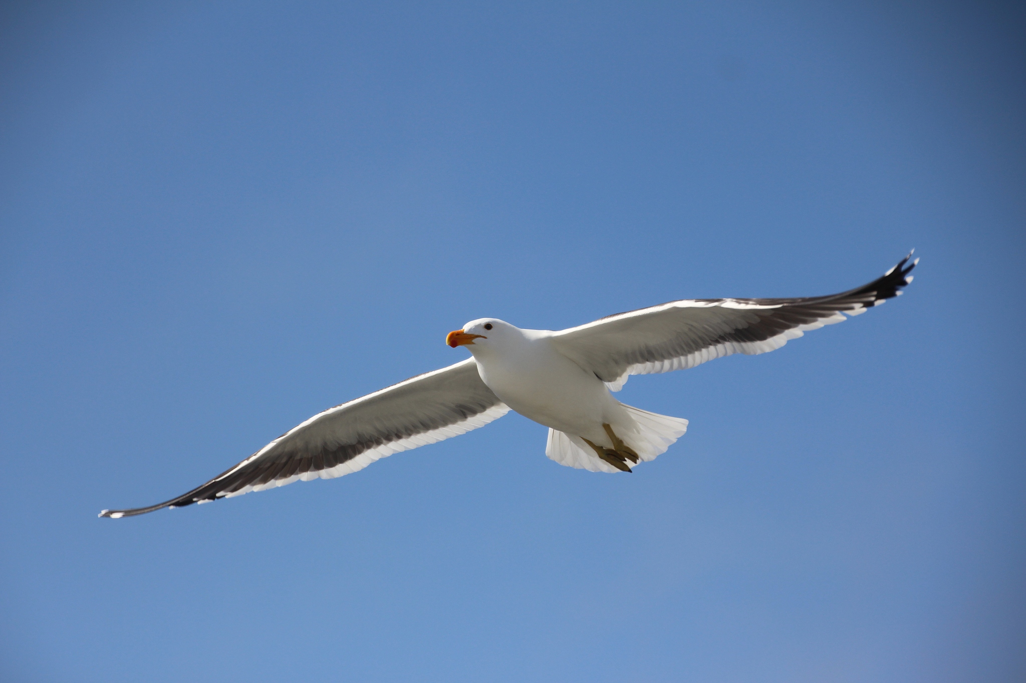 《自由之翼:心向辽阔》  站在海边,极目远眺,一只海鸥在海面上自由