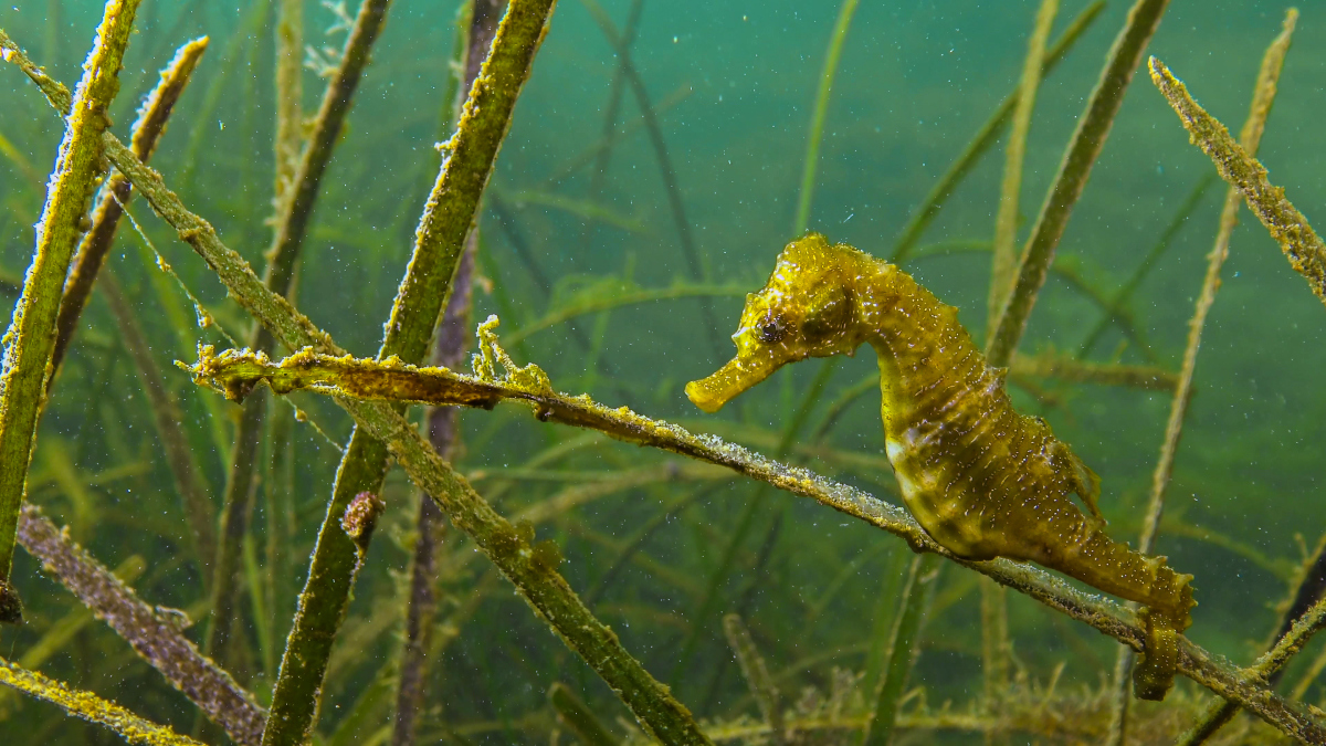 海马之谜:雄性海马为何能孕育后代?