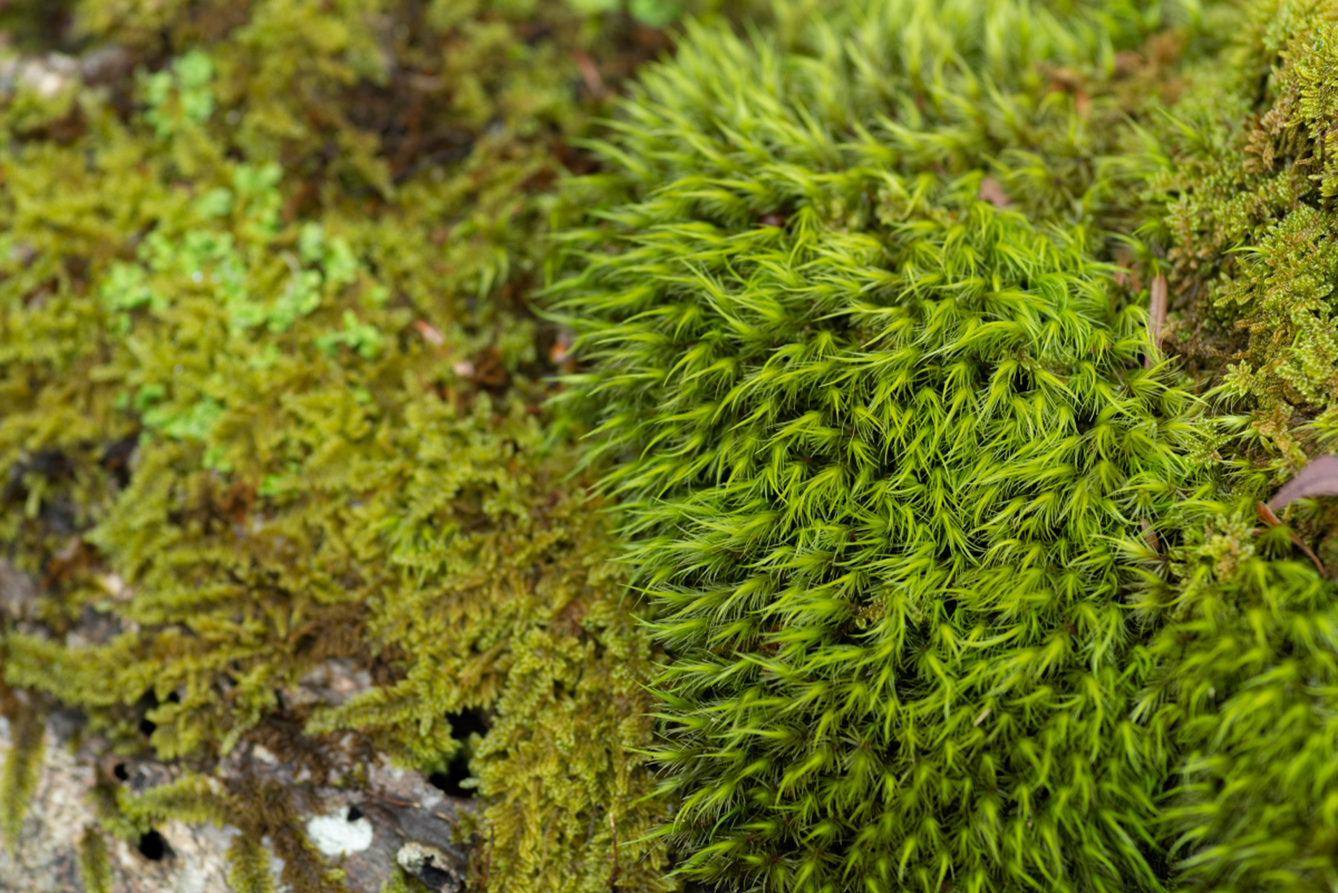 苔藓植物——这个不起眼的绿色精灵,却是环保界的小英雄!