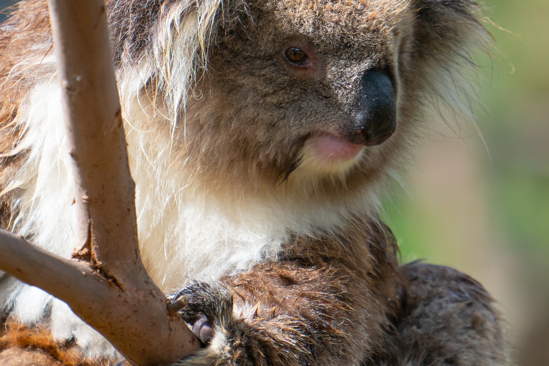 对生态系统平衡和多样性有重要贡献.[原文:果子狸有什么生活习性]