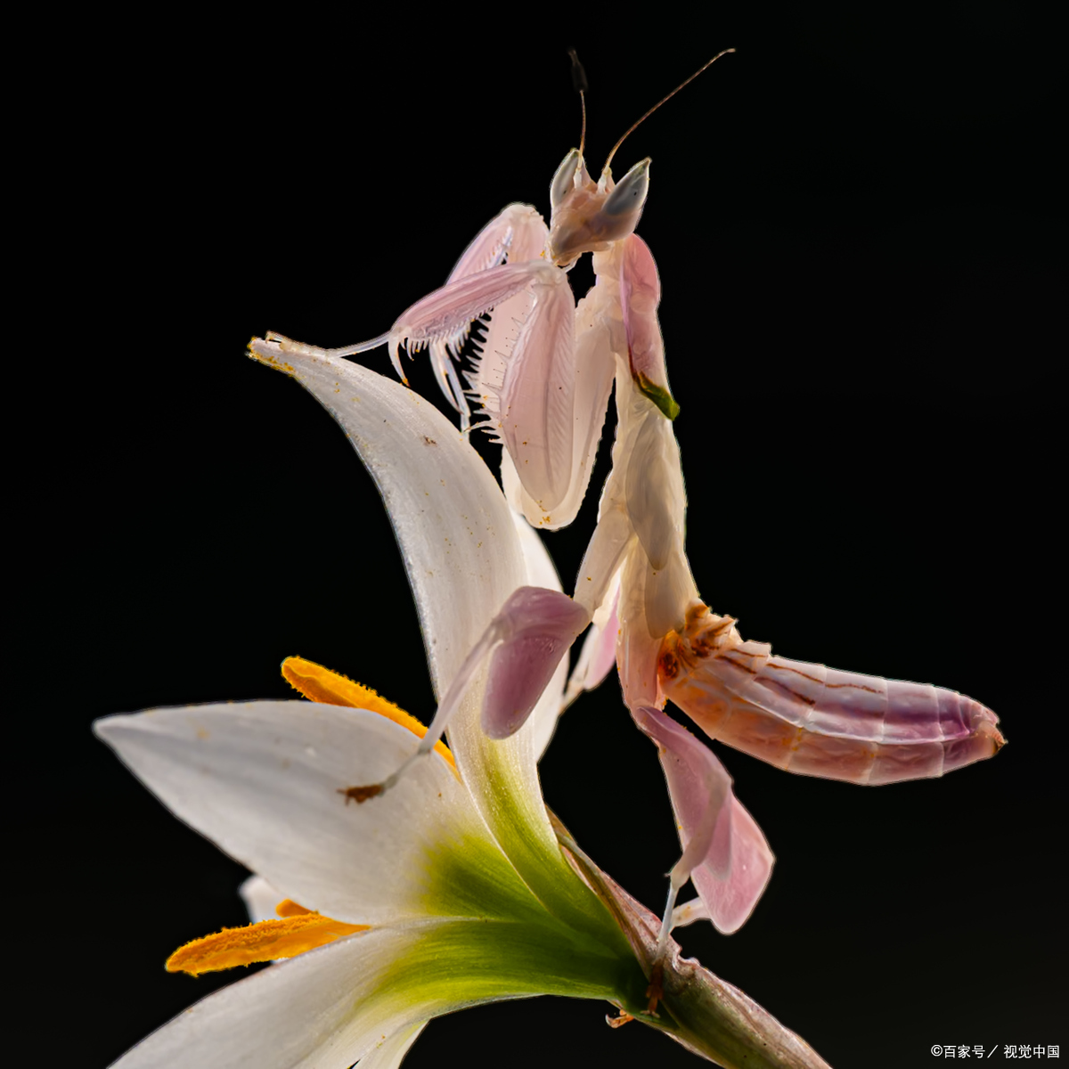 像花一样美丽的兰花螳螂!