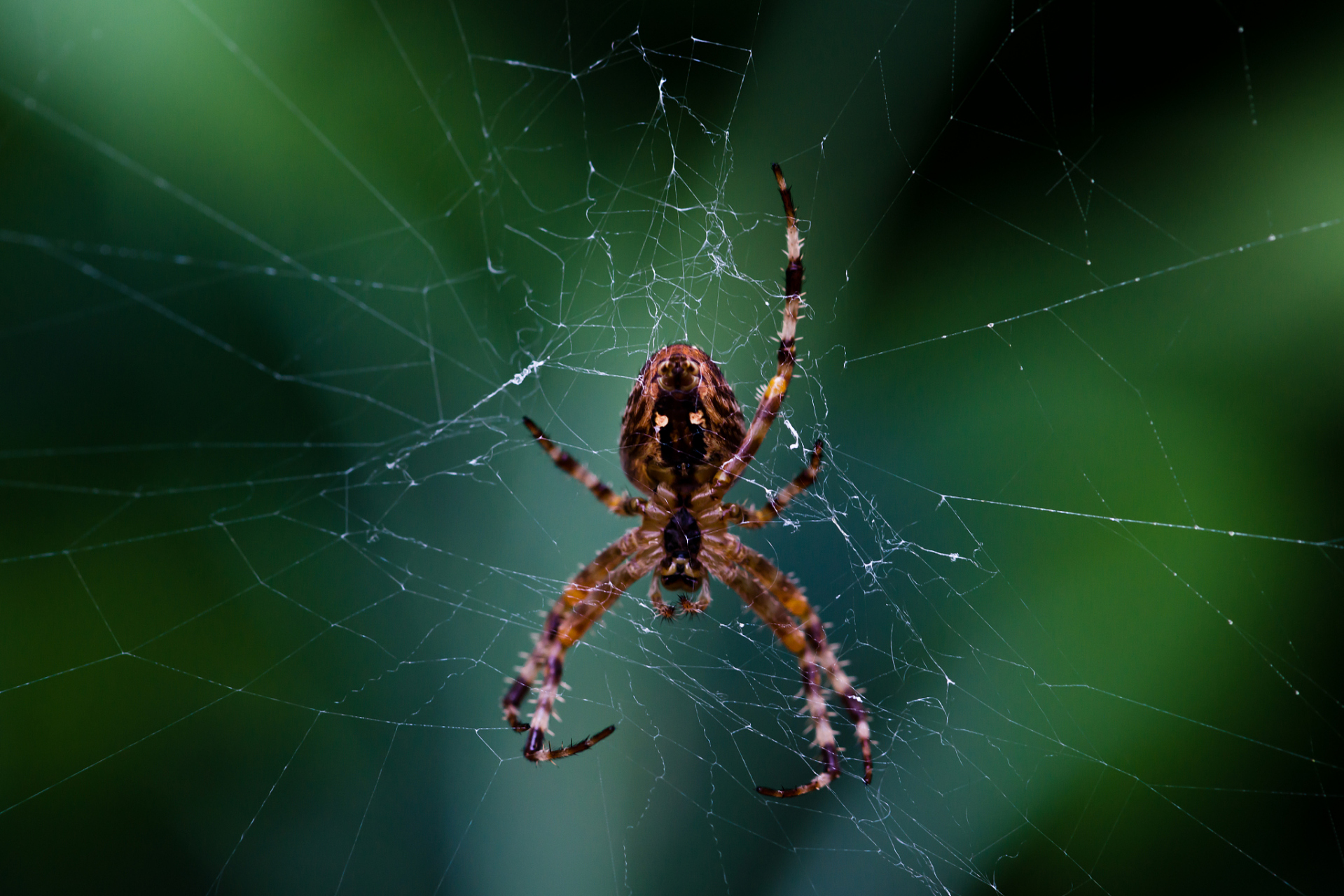 [大笑]  蜘蛛是一类广泛分布于地球各个角落的生物,其生活习性因环境