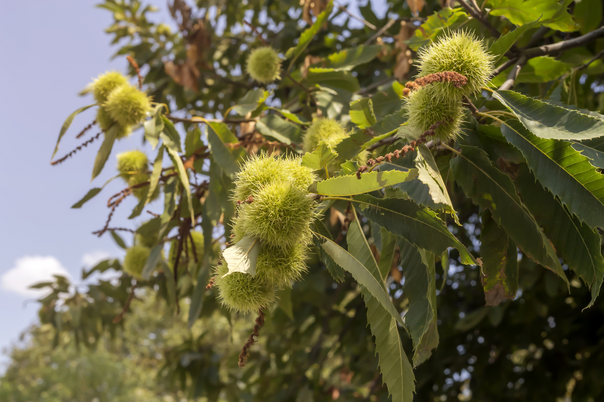 板栗树是一种常见的果树,但有时候会出现只开花不结果的情况.