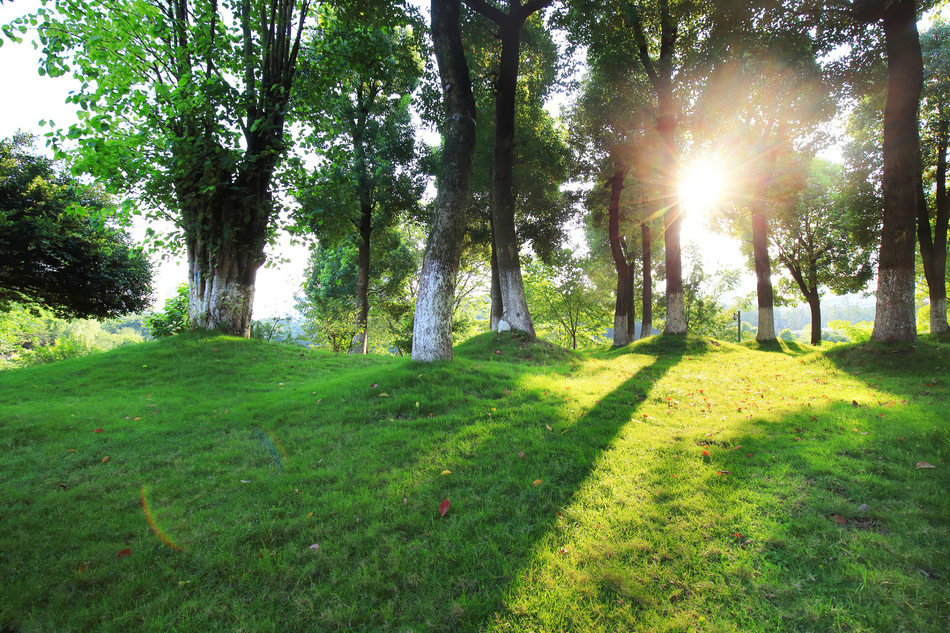 阳光明媚的晨  阳光明媚的晨,微风拂面 望着窗外,心情渐渐明朗起来