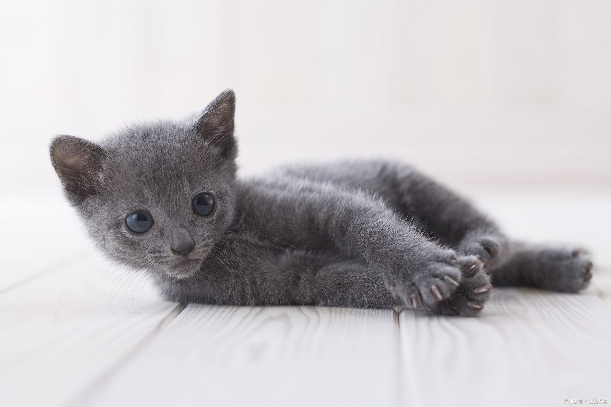 母蓝猫吃什么能长胖又发腮