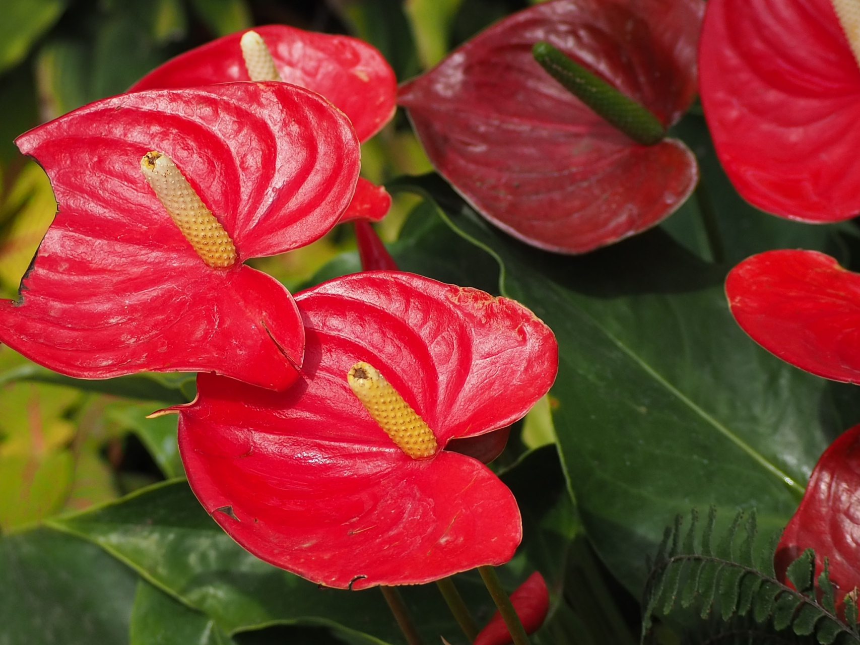 如果您希望成功养殖火鹤花,需要遵循一些关键的养殖方法和注意事项,以