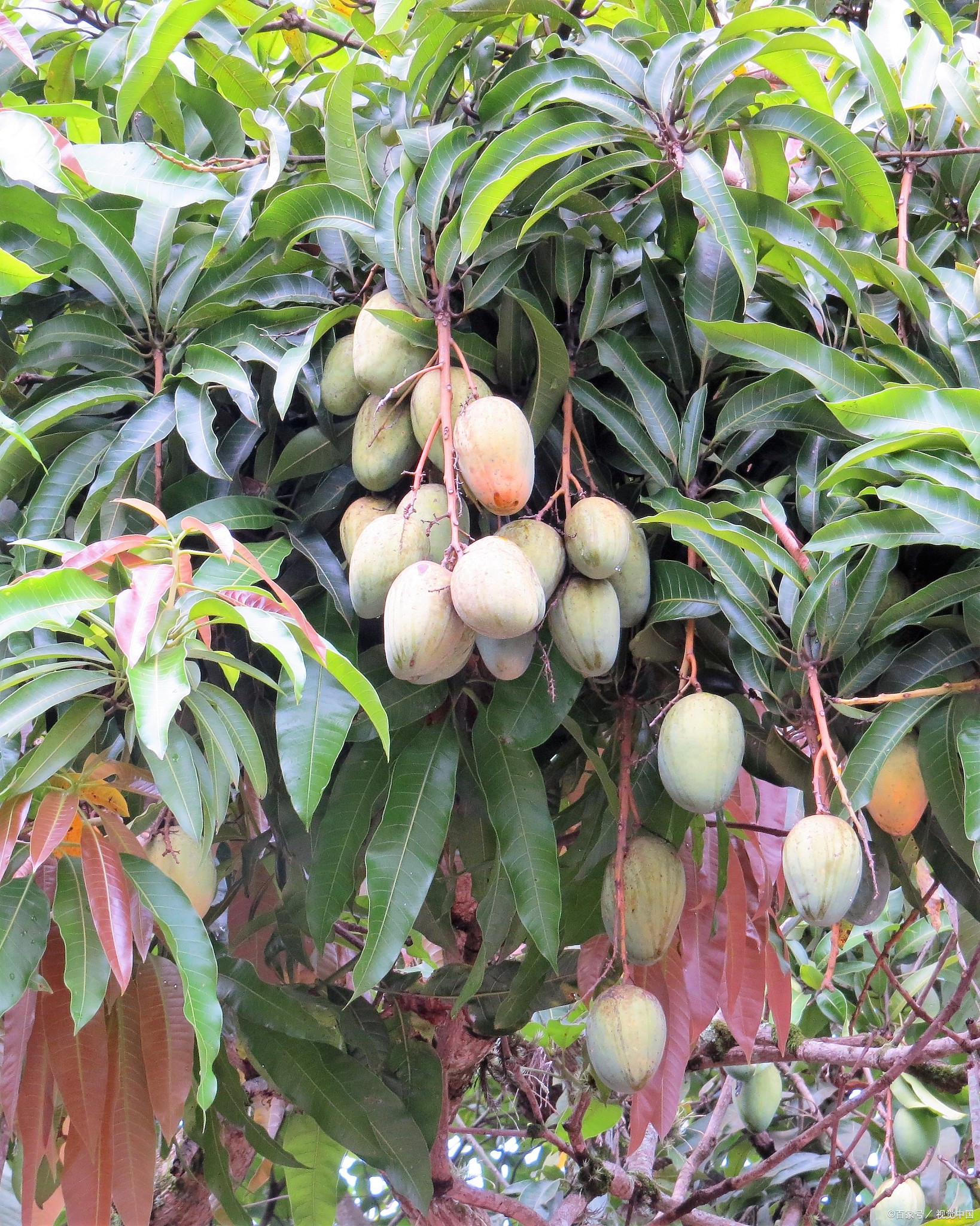 芒果树几年才能结果?芒果树的栽培管理与结果周期分析