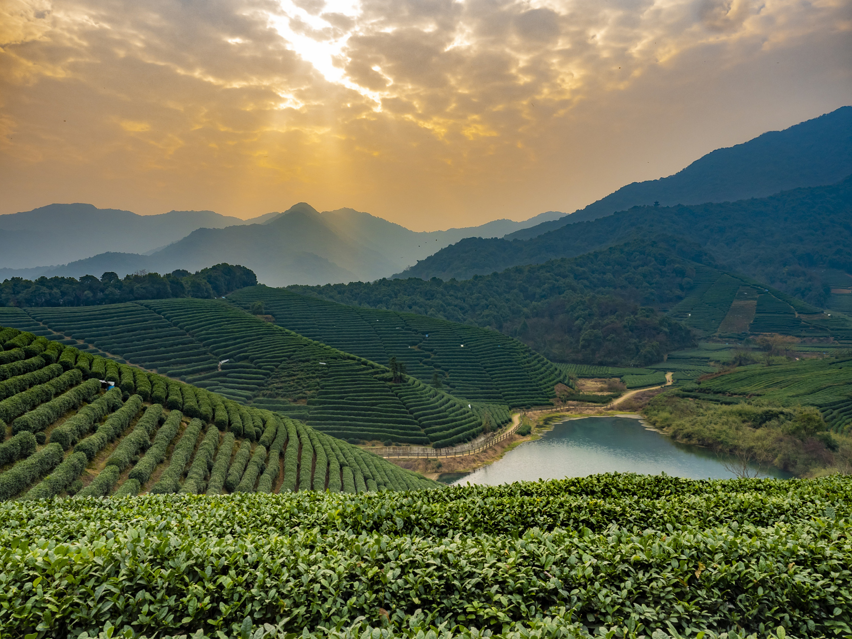 天气良好时,我总会兴致勃勃地造访这片占地万亩的茶山.