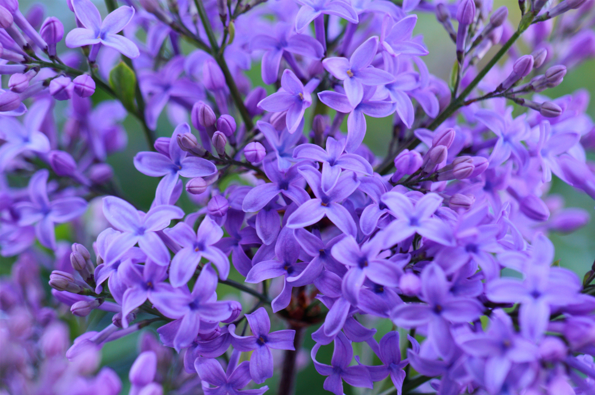 紫丁香属灌木或小乔木,高可达5米.