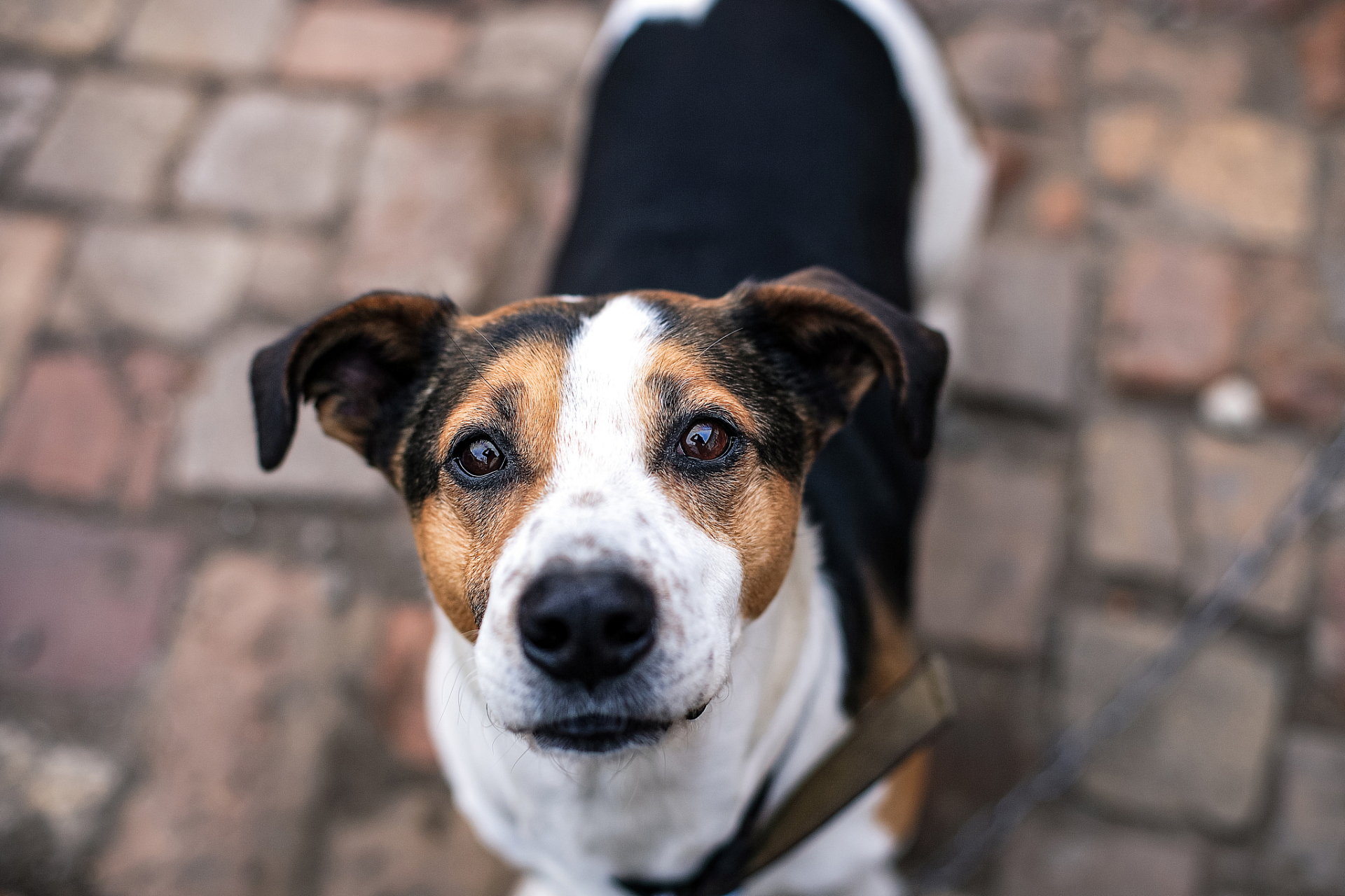 比格犬真实图片