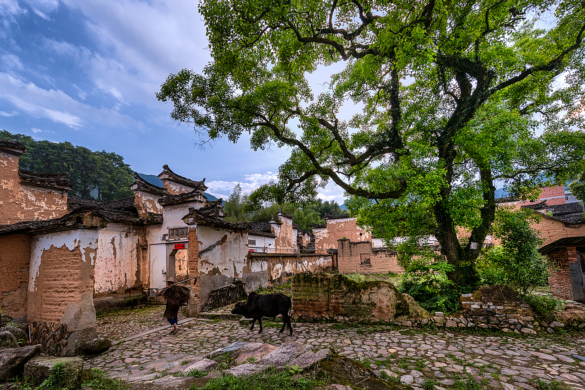 东阳画水镇林村,是一座被林海包裹的"世外桃源".