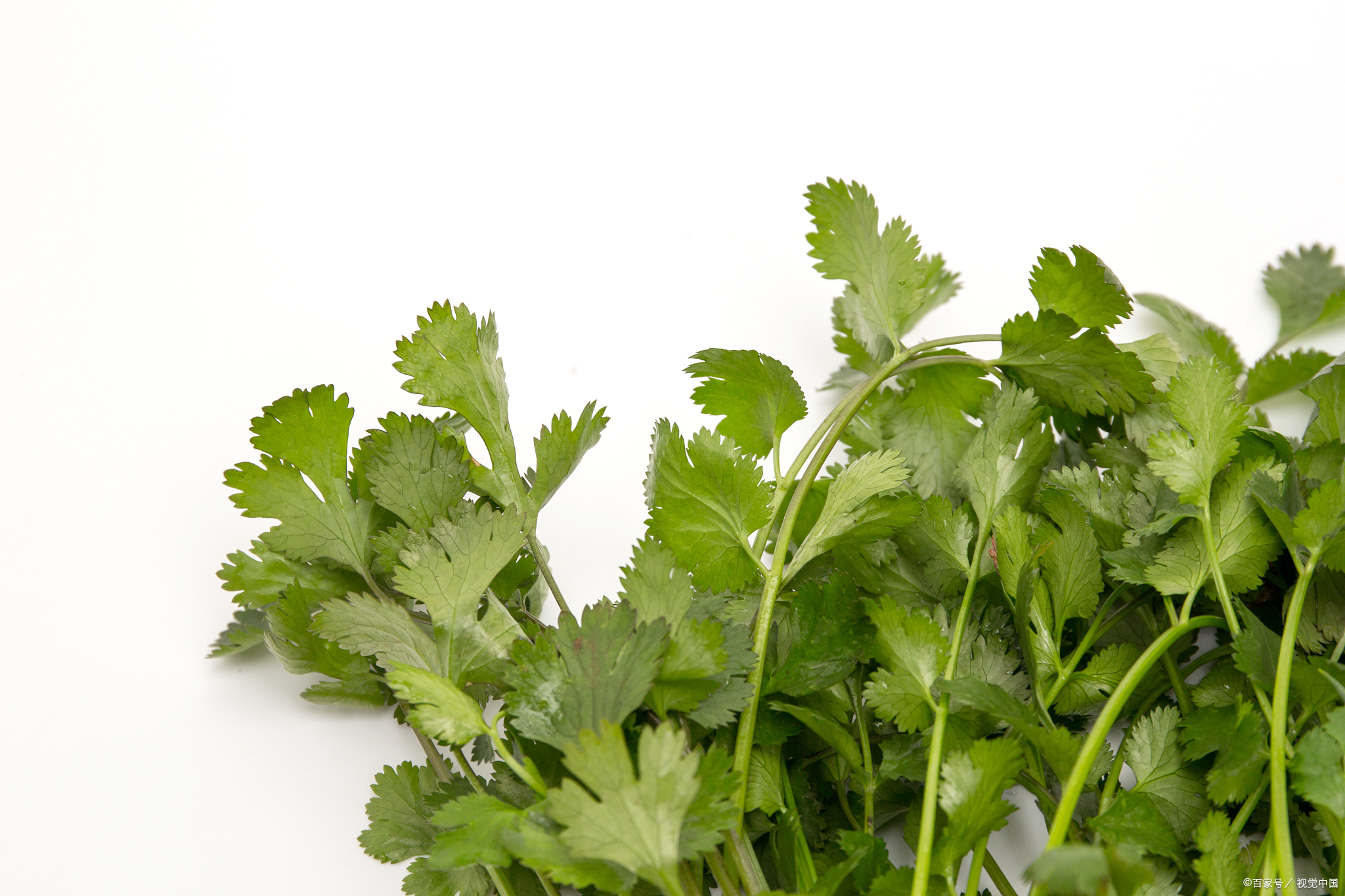 香菜在日常生活中很常见,中老年人经常吃会收获5个好处