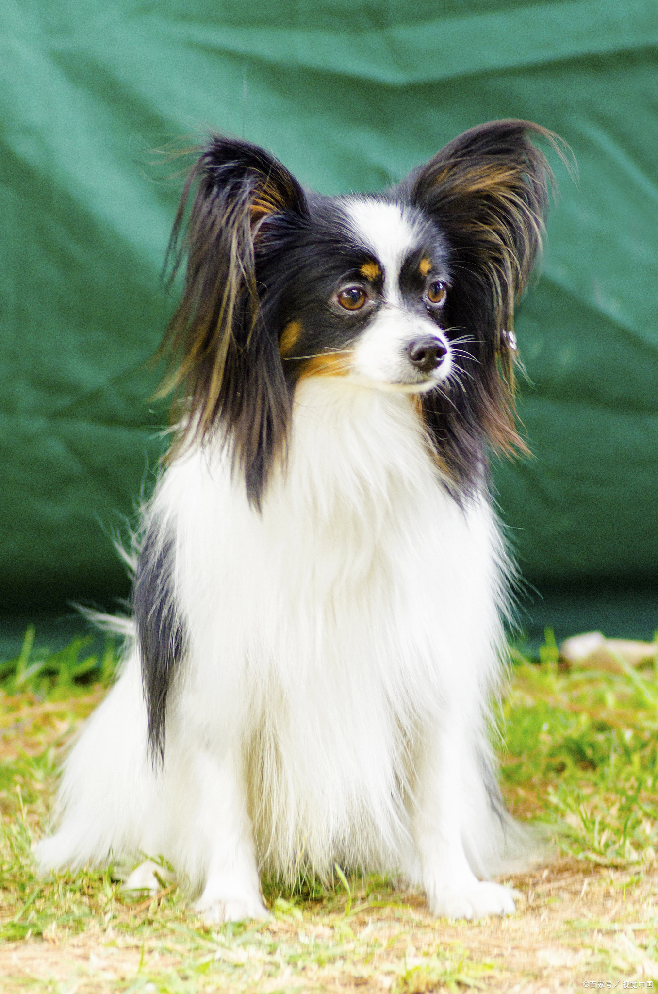 知识创作挑战赛# 适合家养的小型犬有以下五种: