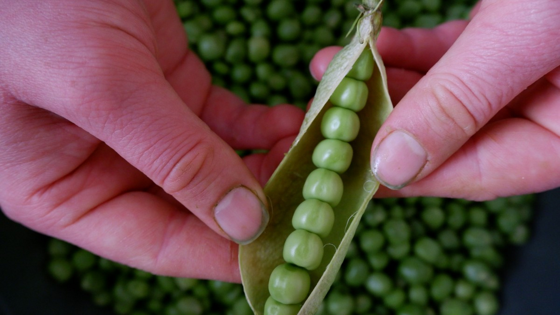 豌豆有什么功效和作用?