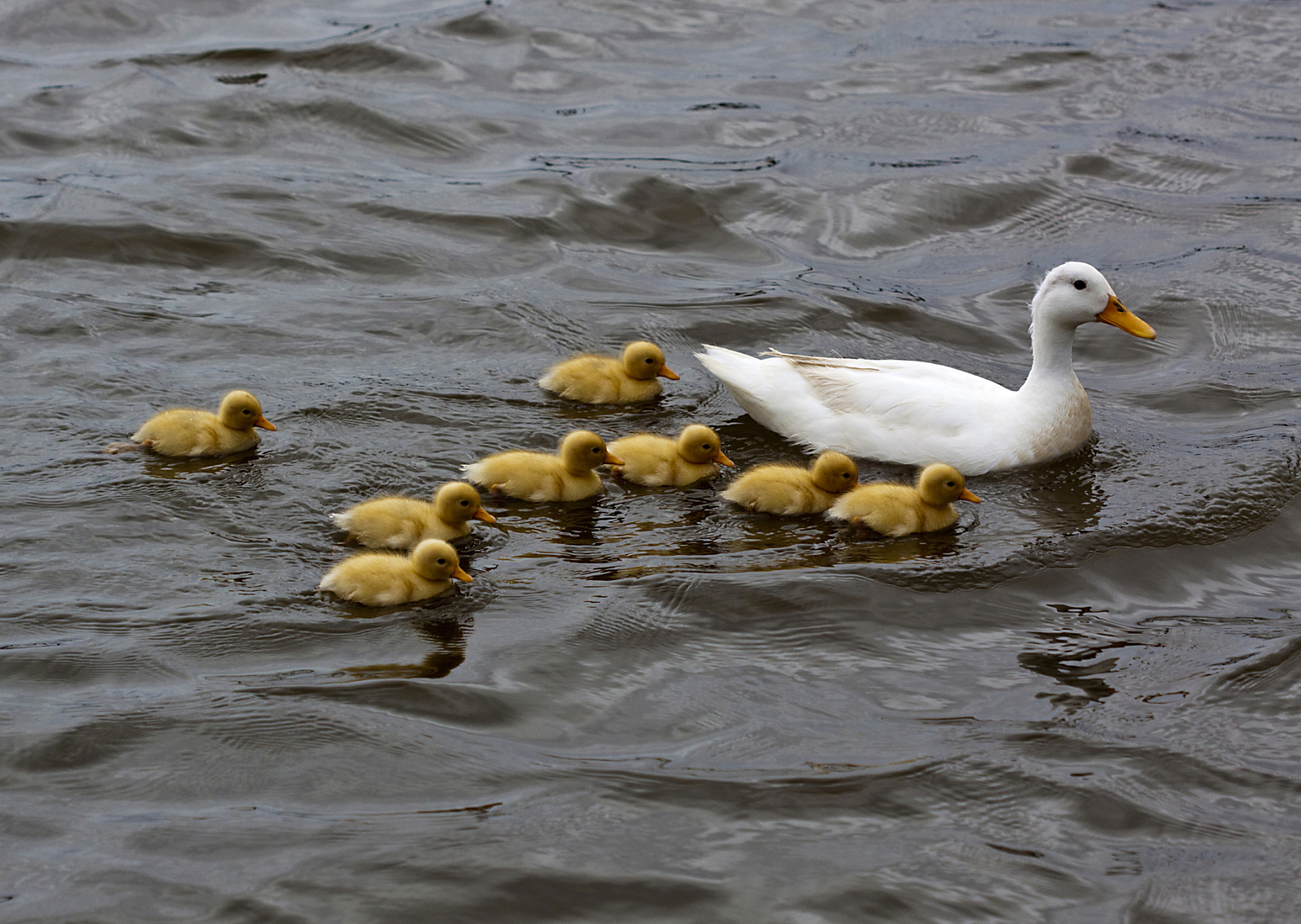 摘要:雏鹅的饲养需提供舒适的环境,使用合适的鹅舍和