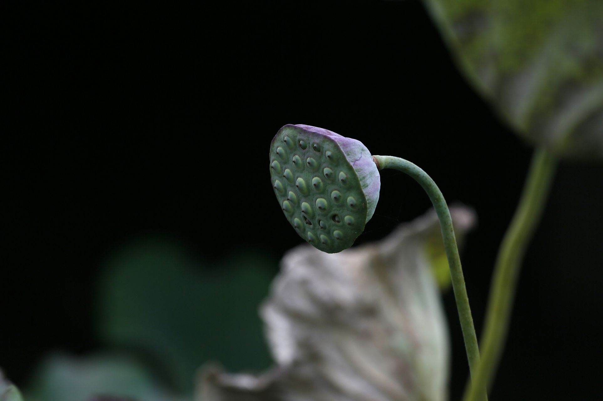 分根繁殖需在休眠期或早春进行,栽植后需充分浇水.