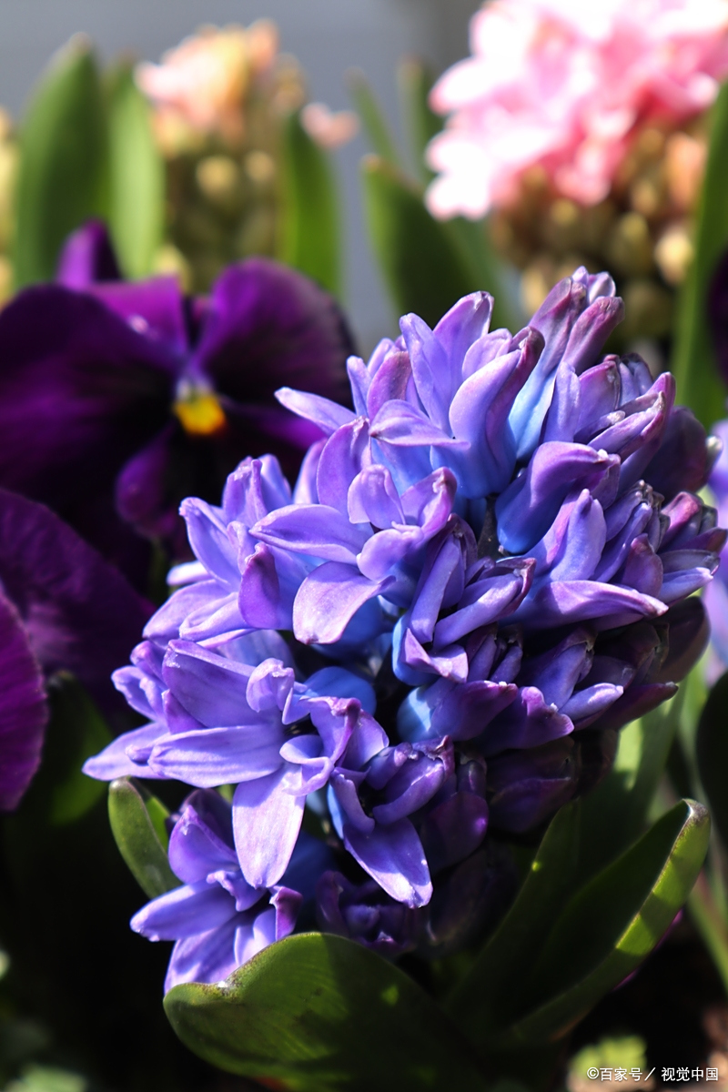 风信子一年开几次花