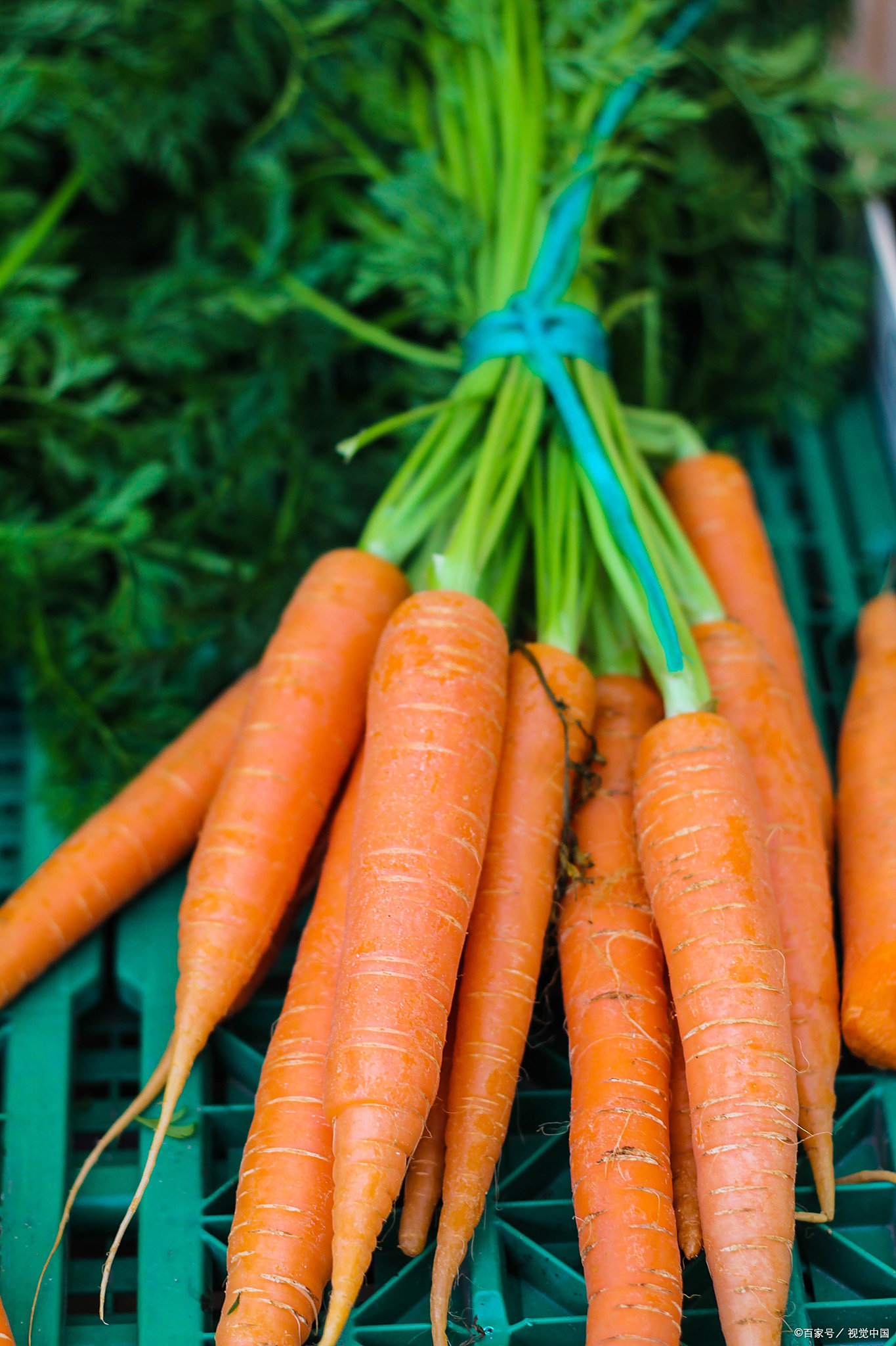 汪曾祺在《人间草木》里写到:"胡萝卜有胡萝卜素,含维生素c,对身逃行