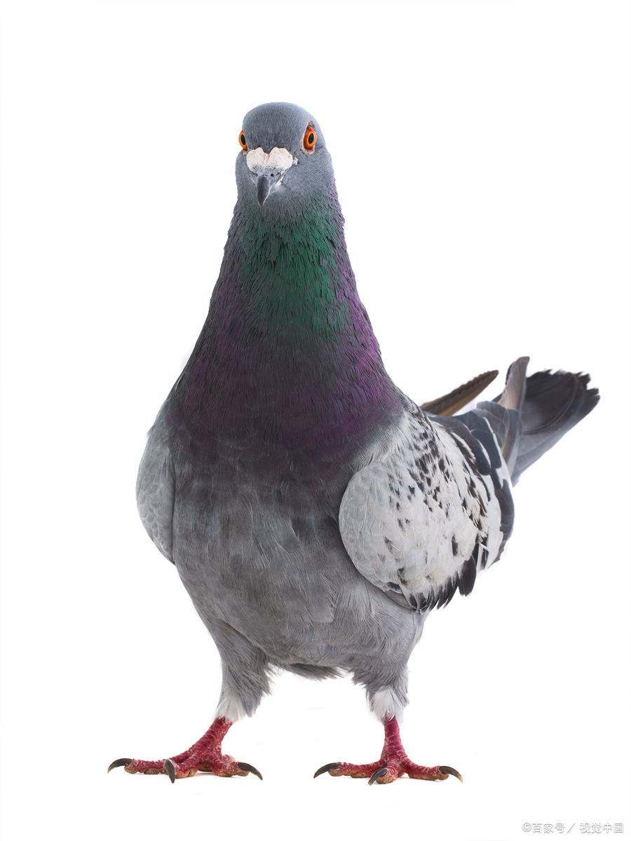 在我们的日常生活中,鸽子是一种常见的鸟类