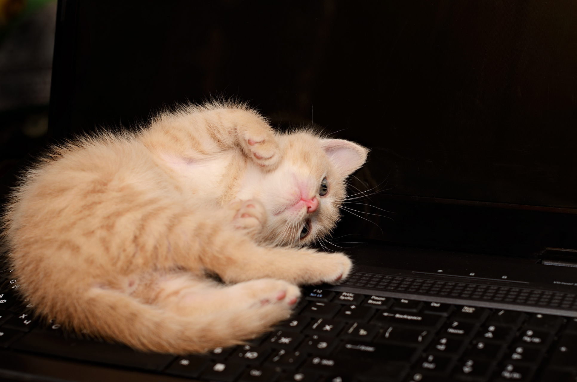 为什么猫咪总是喜欢坐你的电脑键盘上?