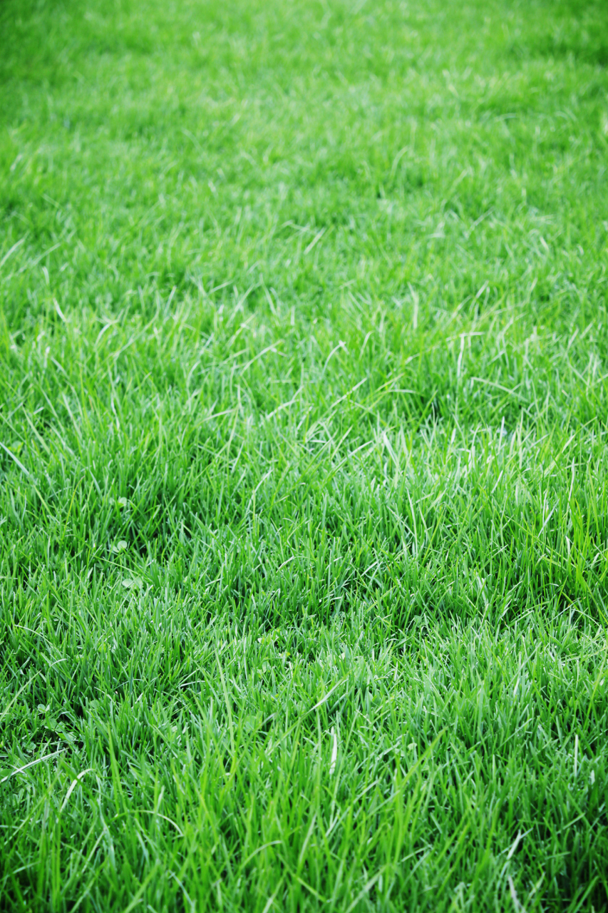 进口紫羊茅草种子以其高品质,优良遗传特性和良好适应性,在我国草坪