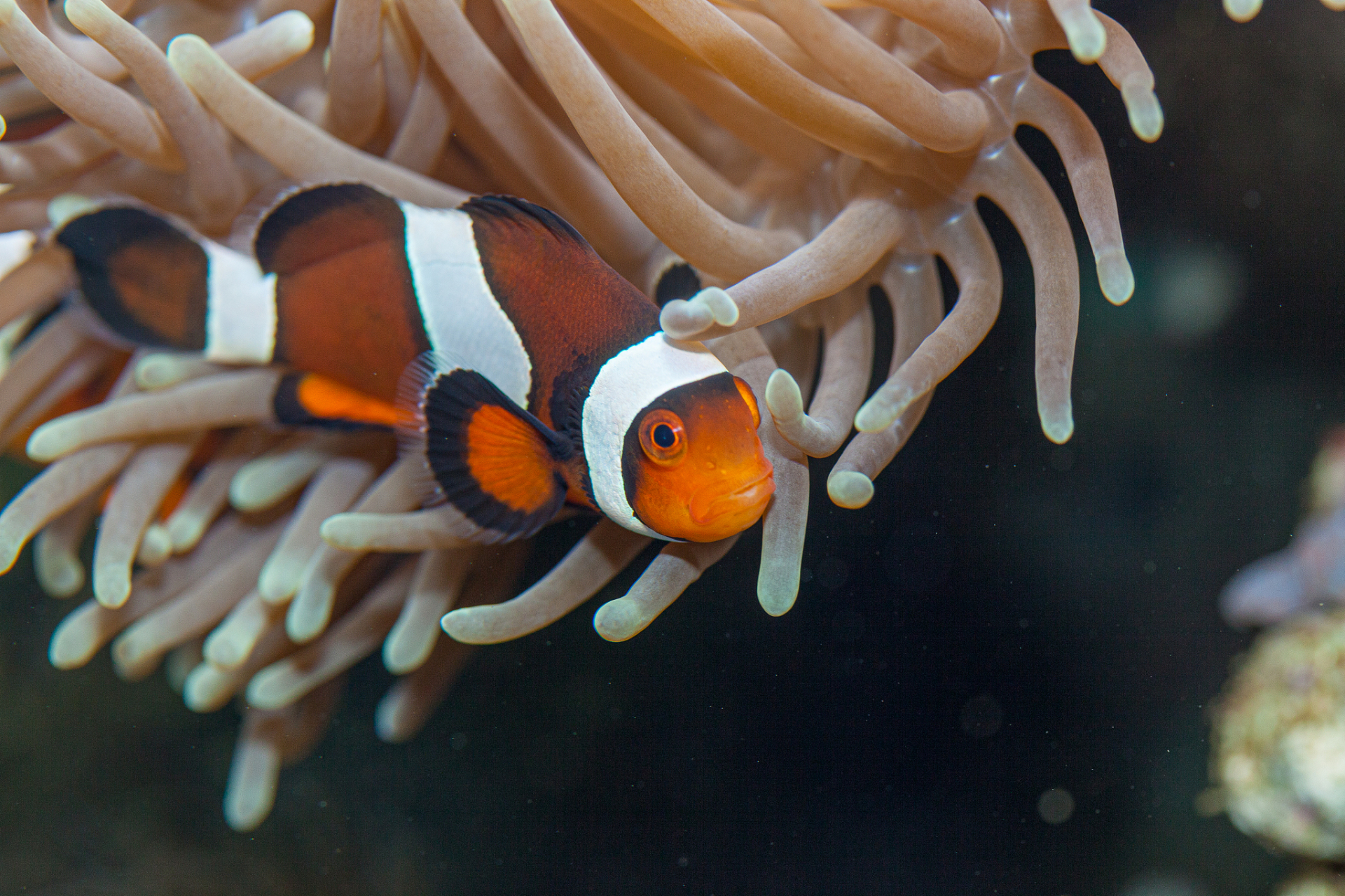 《海底总动员》,超级萌的小丑鱼成了许多人心中可爱的海洋生物代表