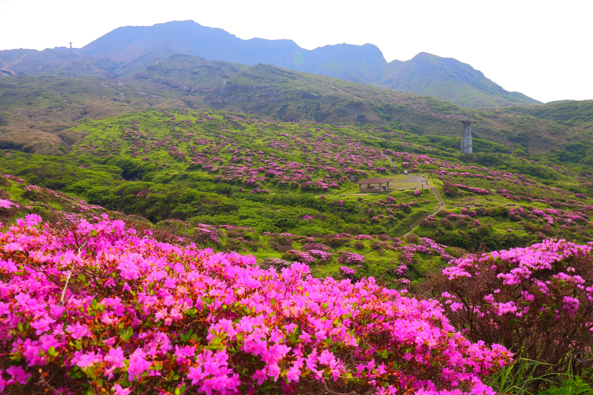 杜鹃花旅游攻略图片