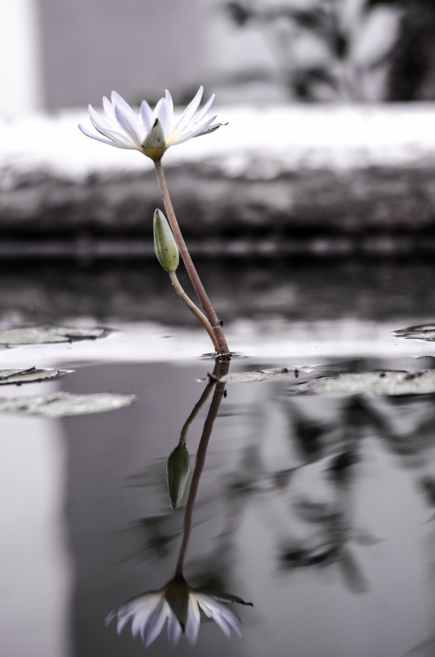 禅,是一种内心深处的静谧与平和.