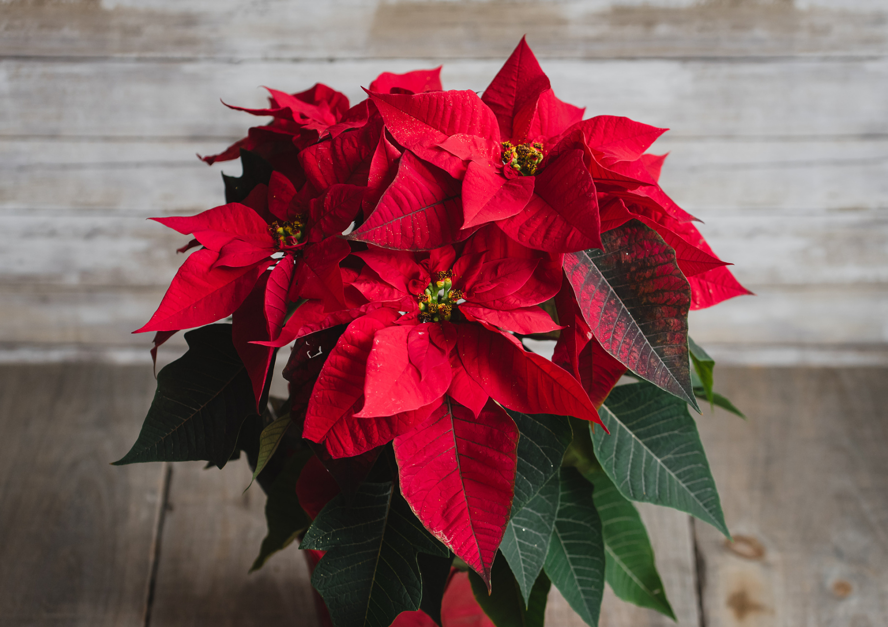 一品红,又名圣诞红,圣诞花,象牙红,老来娇等,是大戟科大戟属灌木植物.