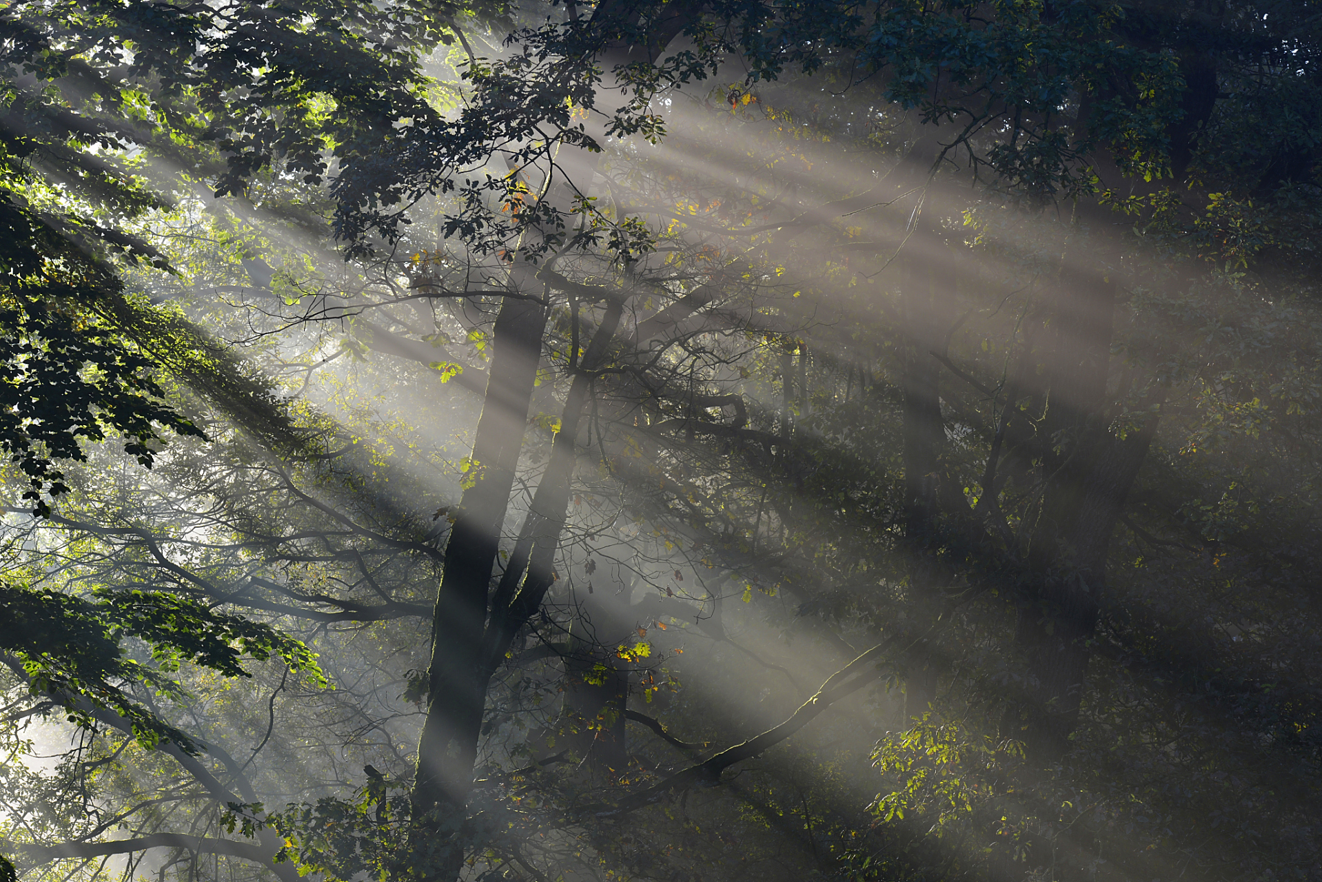 如何用ps给照片添加丁达尔光效?