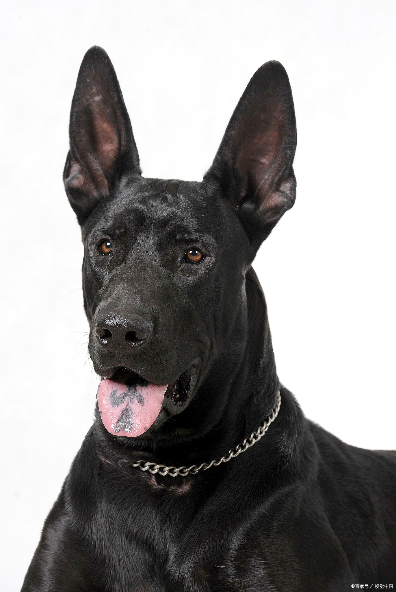 马犬是哪个国家的品种?除了警犬和军犬马犬还有哪些常见用途?