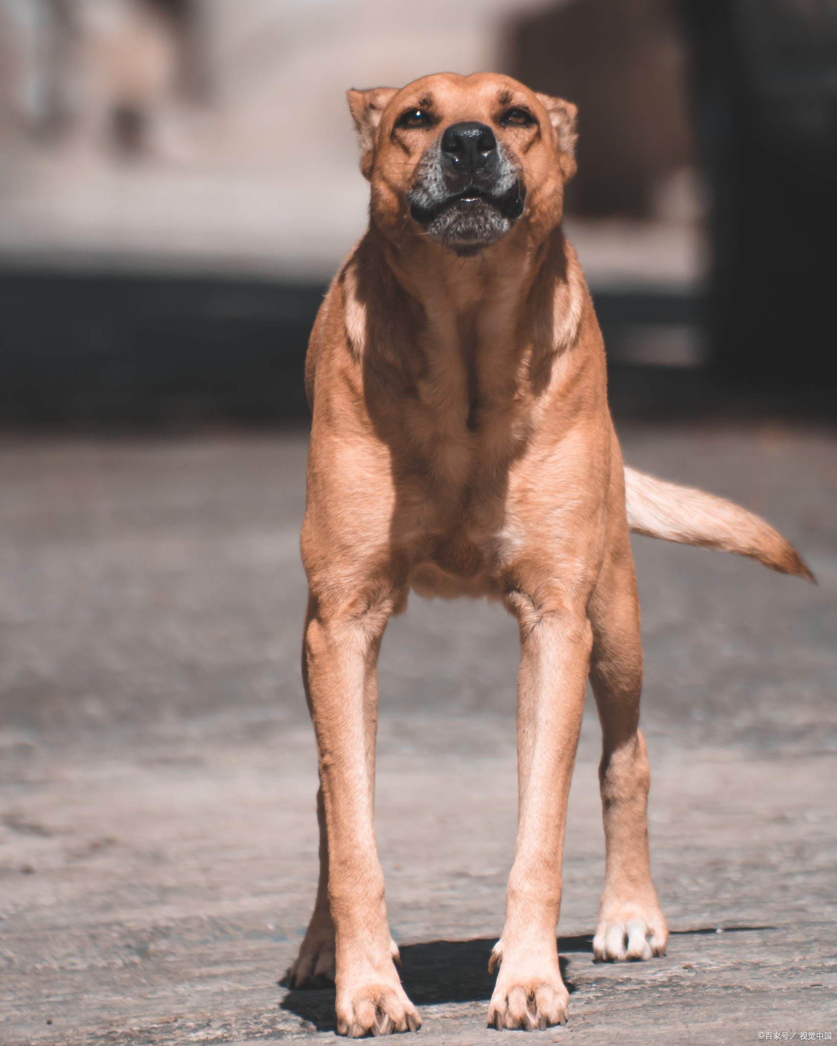 比特犬最简单的开气门图片