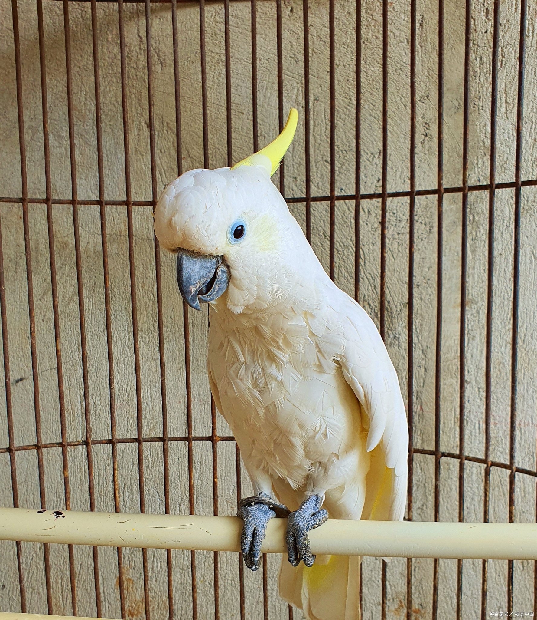 玄凤鹦鹉饲养方法和注意事项