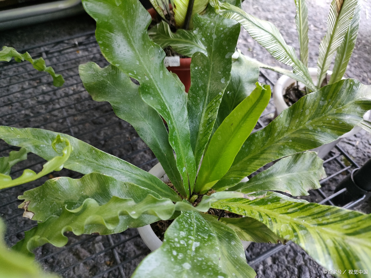 中药里面的菊叶三七和景天三七如何区分应用