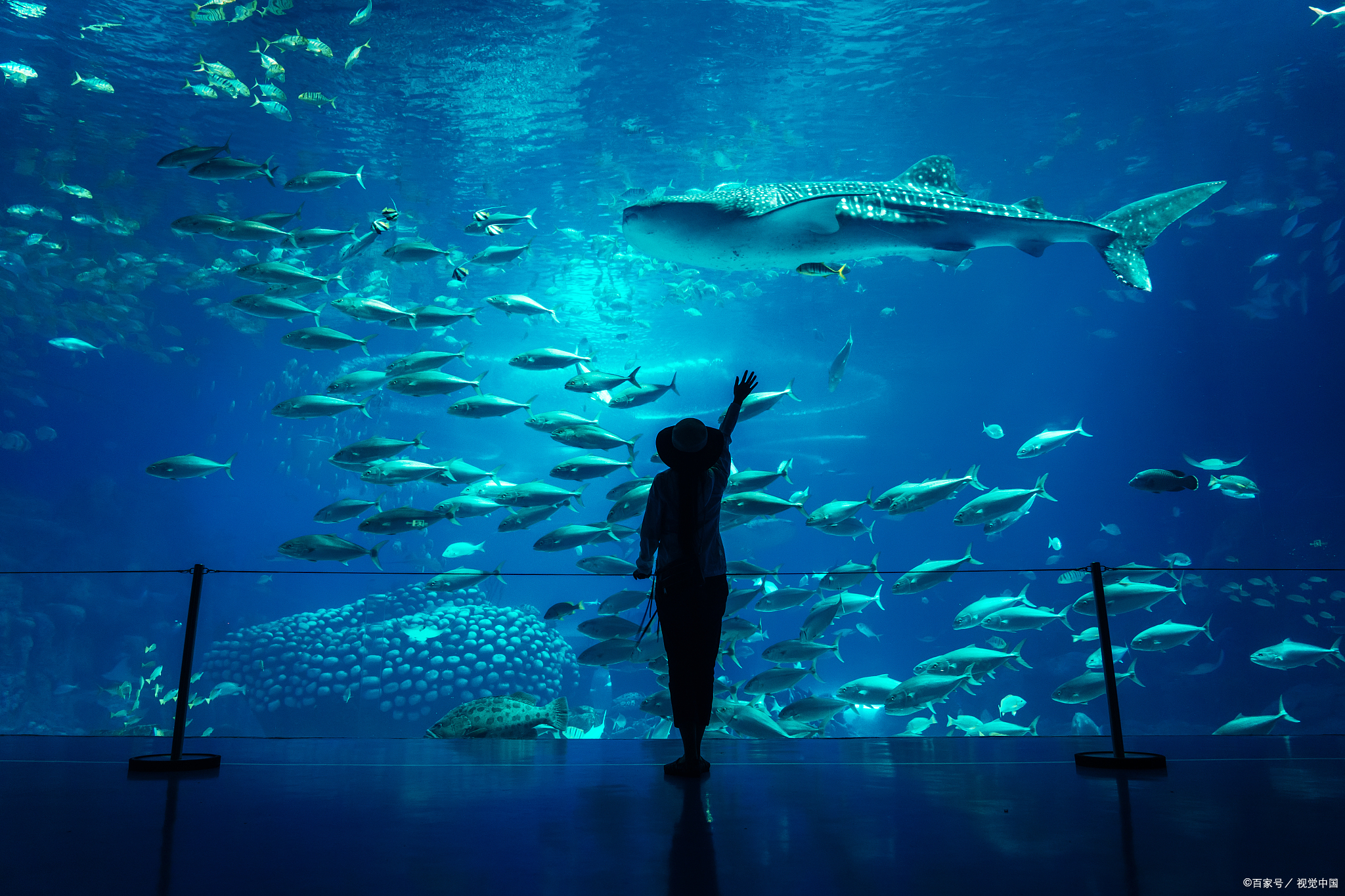shedd 水族馆是世界上最大的室内水族馆之一,拥有丰富多样的海洋