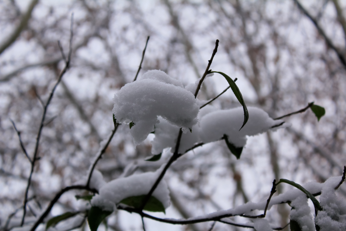 广东人怕冷,但抵不住,北方的雪花飘飘,白雪皑皑的诱惑.