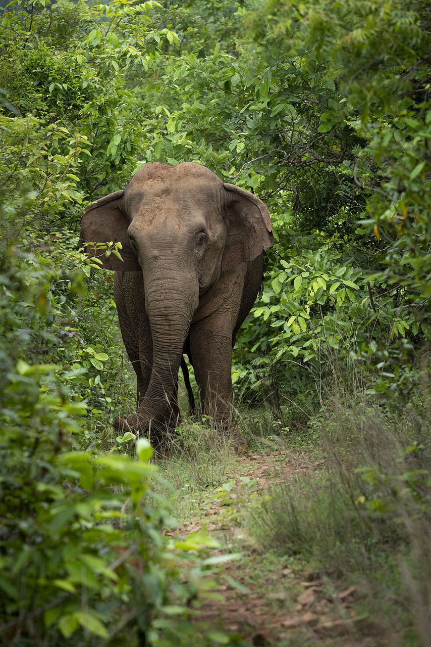 41头野生亚洲象悠游西双版纳,这场自然秀太震撼了!  你们听说了吗?