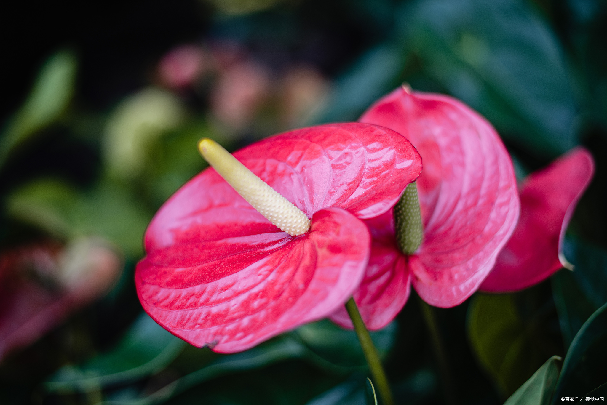 花烛,别名红鹅掌,红掌等,为天南星科多年生草本植物.