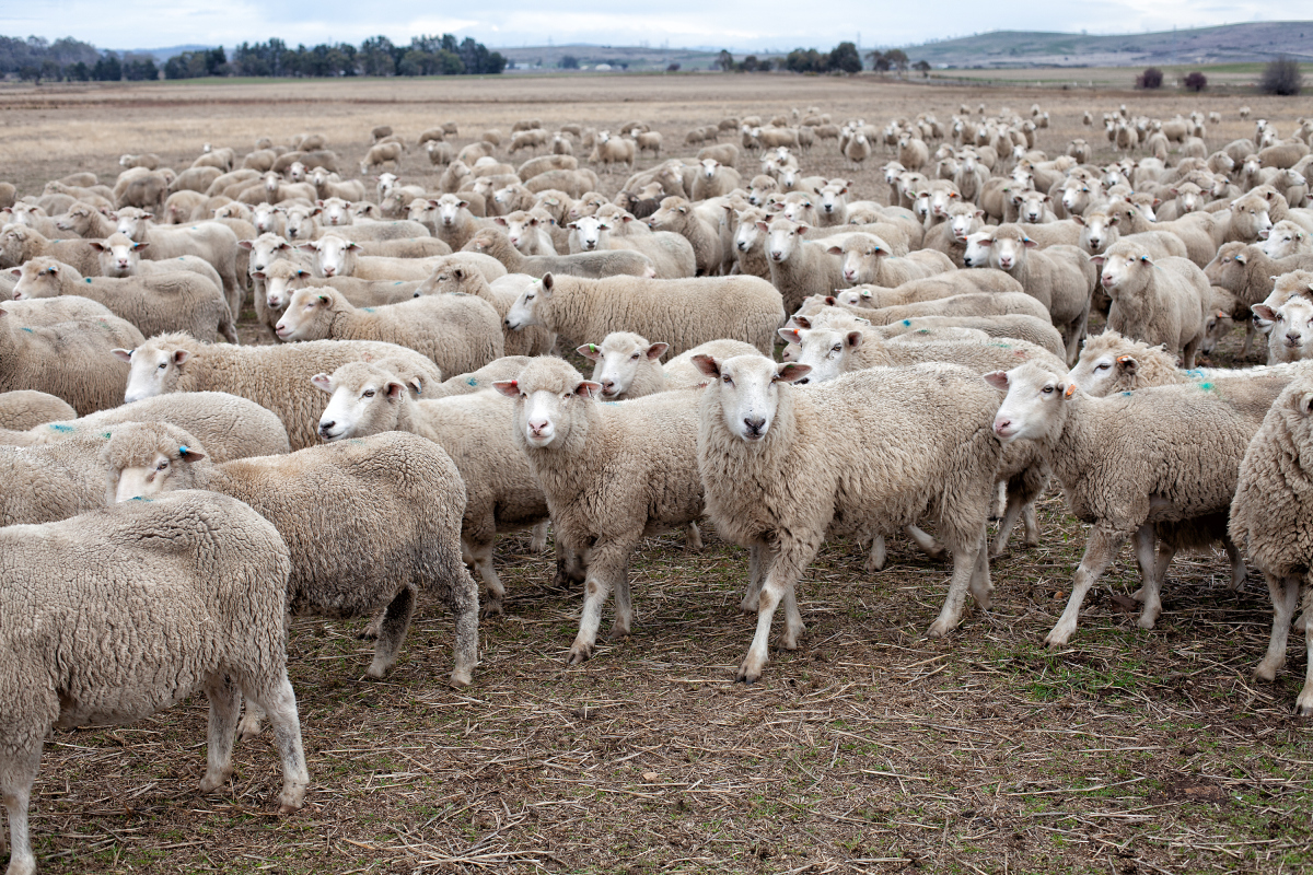 去年在家失业后,今年在家养了100多只羊,这几天,全部卖了,总收入是24