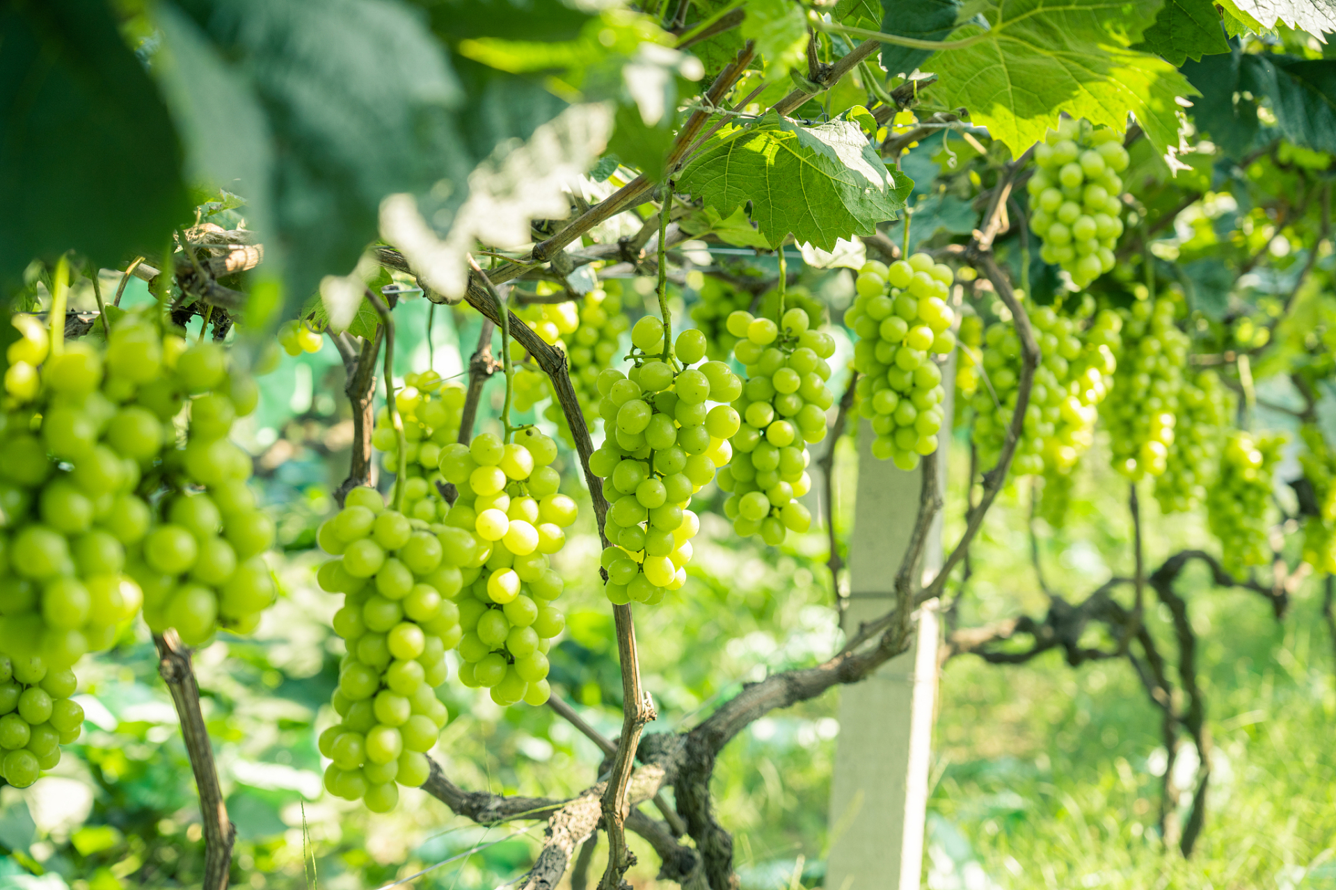 阳光玫瑰葡萄是怎么培育的# 阳光玫瑰葡萄是一种高品质的葡萄品种,它