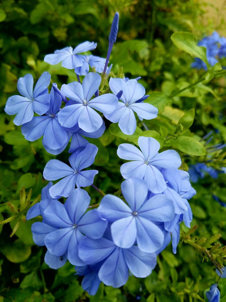 蓝玫瑰,蓝郁金香,蓝雪花,蓝色牵牛花和勿忘我都是蓝色花,每种花都有其