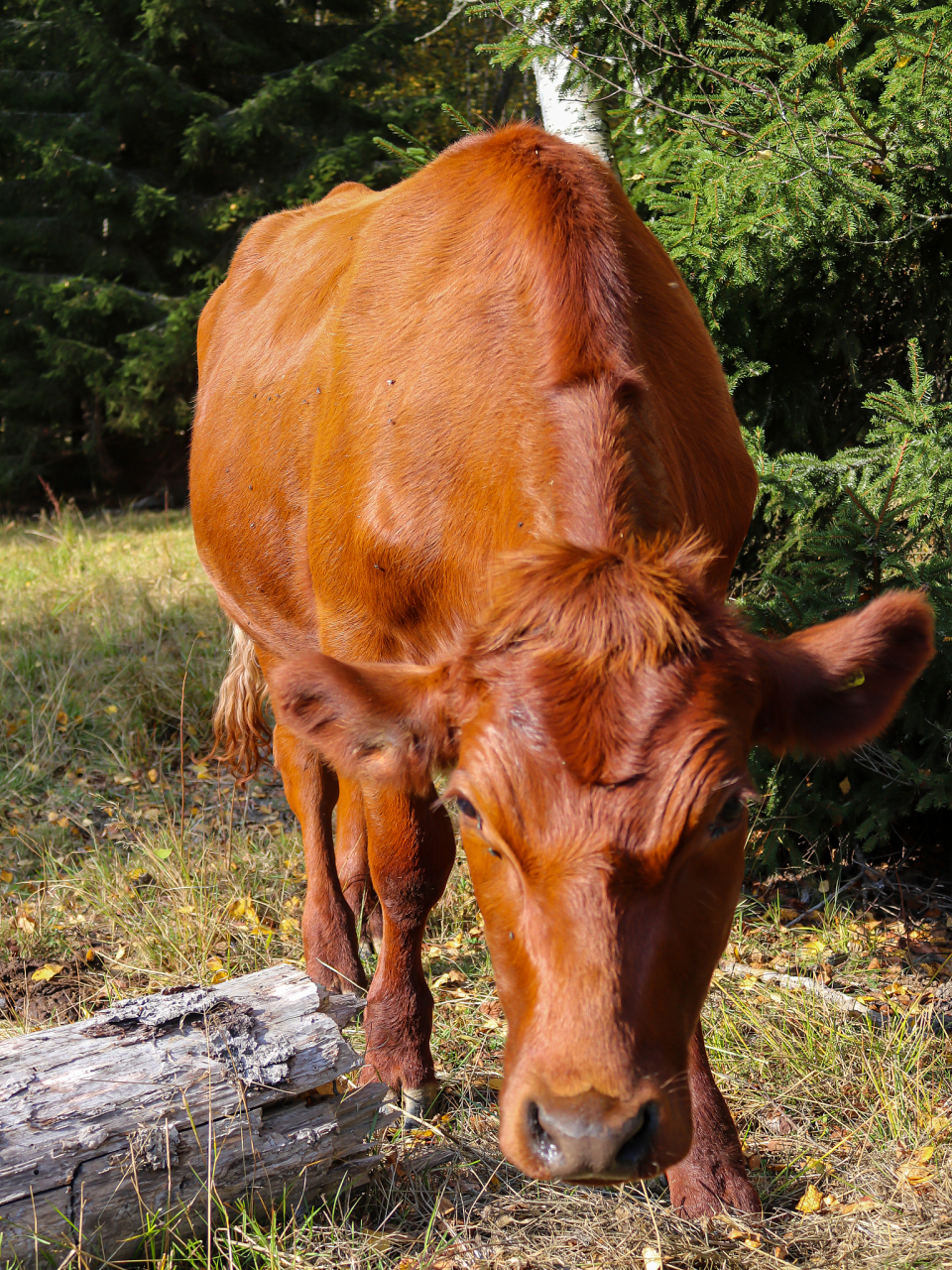 "  其他动物们听了大黄牛的话,都觉得不可思议.