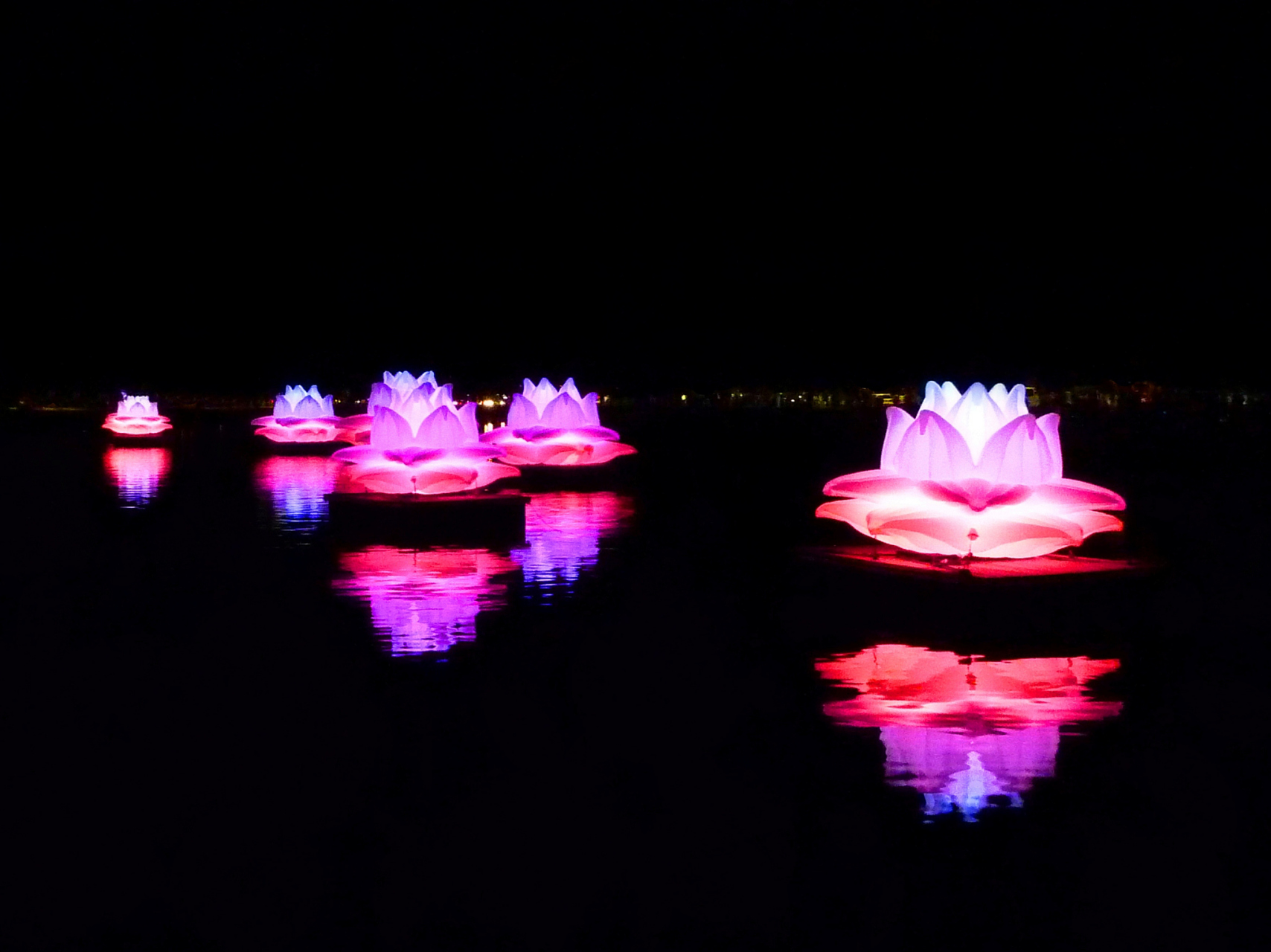 荷花灯也叫"和"灯或者"合"灯,属于河灯的一种,因为谐音,所以寓意着